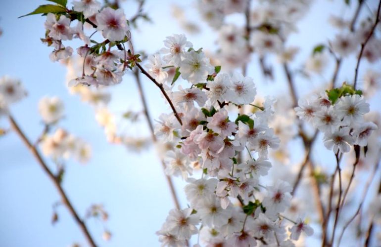 Снова весна: во второй раз за год на Житомирщине зацвели сакуры. ФОТО