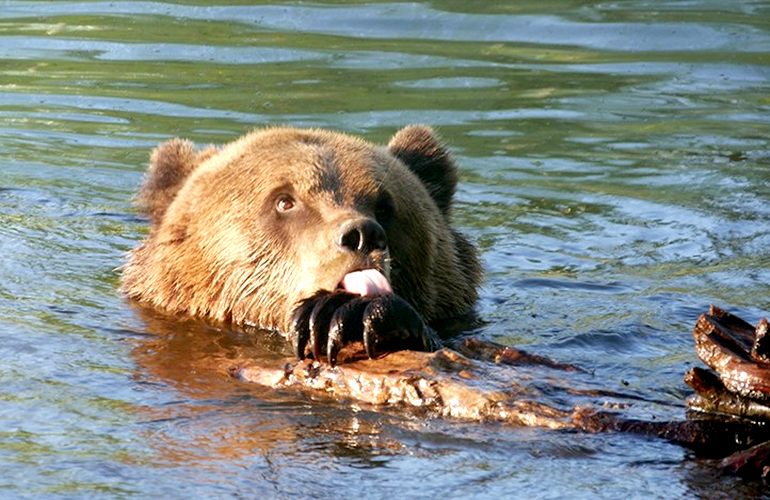 В Житомирской области центр реабилитации медведей принял новых косолапых. ФОТО