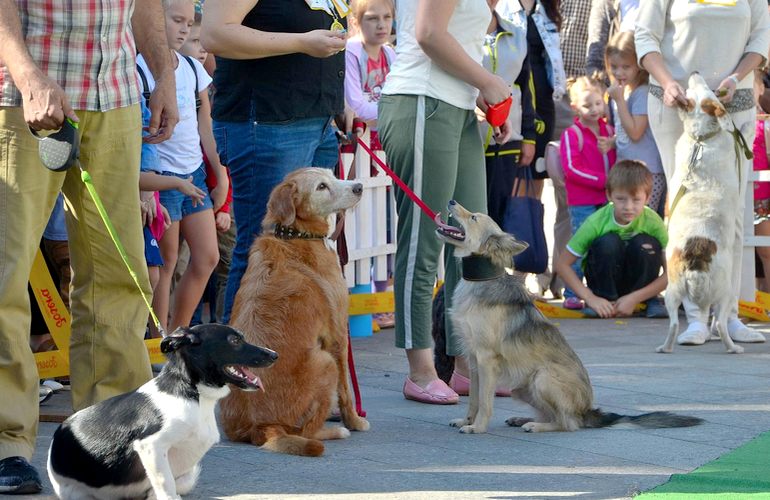 Впервые в Житомире состоялась выставка беспородных собак. ФОТО