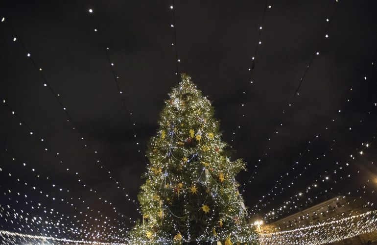 В Житомире впервые за много лет установят живую новогоднюю ёлку