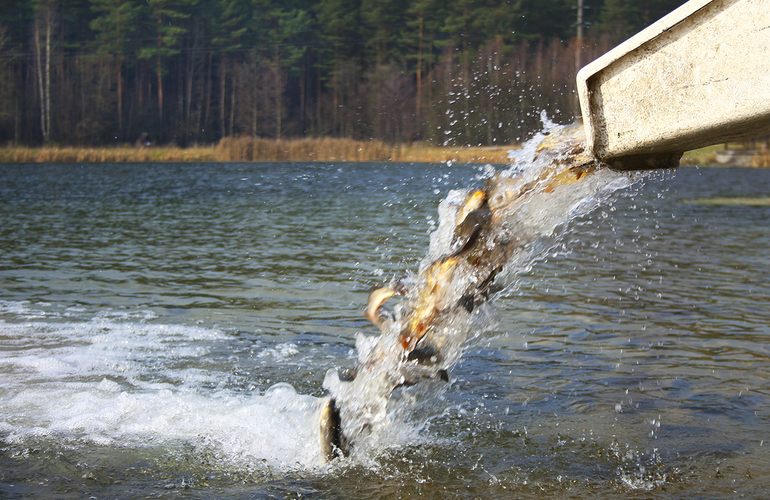 Для улучшения экологии в Тетерев сбросят 7 тонн рыбы