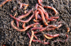 Необычное фермерство: на Житомирщине мужчина занялся выращиванием калифорнийских червей