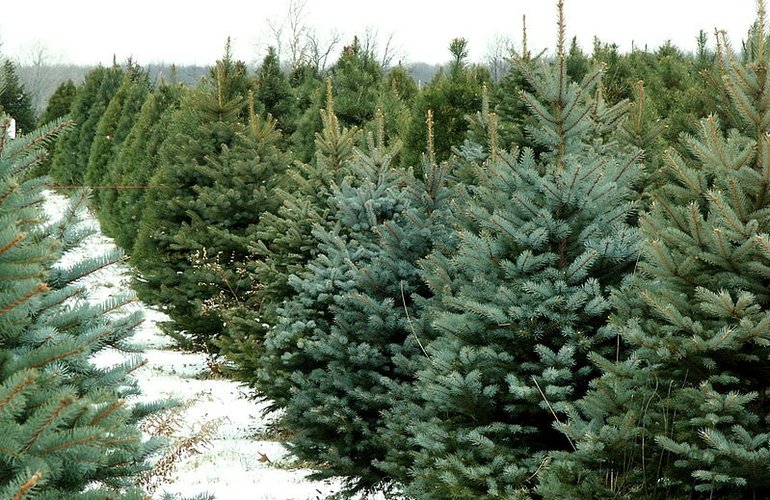 Сколько новогодних ёлок продали в Житомирской области: озвучена статистика лесхозов