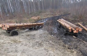 На Житомирщине мужики рубили лес и вывозили на повозке в соседнюю область