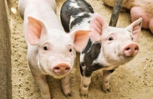 Какие поилки для свиней выбрать: ниппельные или чашечные