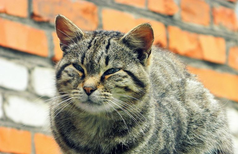 В Житомире займутся стерилизацией бездомных котов и кошек