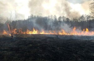  Более 500 пожаров с начала года: житомирские спасатели призывают не сжигать сухую <b>траву</b> и мусор 