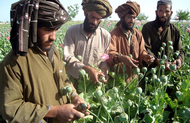 Как «Талибан» борется с наркотиками и уничтожает маковые поля в Афганистане. ФОТО