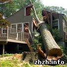 От сильного ветра упало дерево, полностью разрушив дачный домик