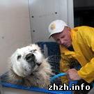 Экономика: НОУ-ХАУ. В Житомире заработала передвижная мойка Mercedes для собак. ФОТО