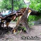 ЧП. Ураган повалил в Житомире огромный тополь, разрушив часть дома