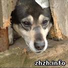 Стая собак держит в страхе все село в Житомирской области