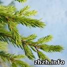 Экономика: Купить елку в Житомире можно будет на спецплощадках и с клеймом на стволе