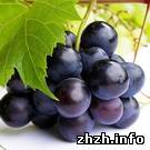Аграрии Житомирской области получили 2 млн. грн. для развития виноградников