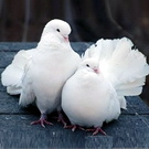 Общество: В Житомире в «Глобале» прошла выставка голубей гусей и петухов. ФОТО