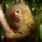 Викторина: ЖЖ разыгрывает два билета на выставку карликовых обезьянок в ТРЦ «Глобал»