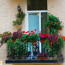 Цветущие балконы. В Житомире стартовал общегородской конкурс «Мой цветущий город»