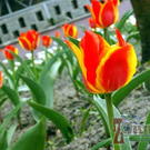 Город: В саду Житомирского университета расцвели тысячи тюльпанов посаженные студентами. ФОТО