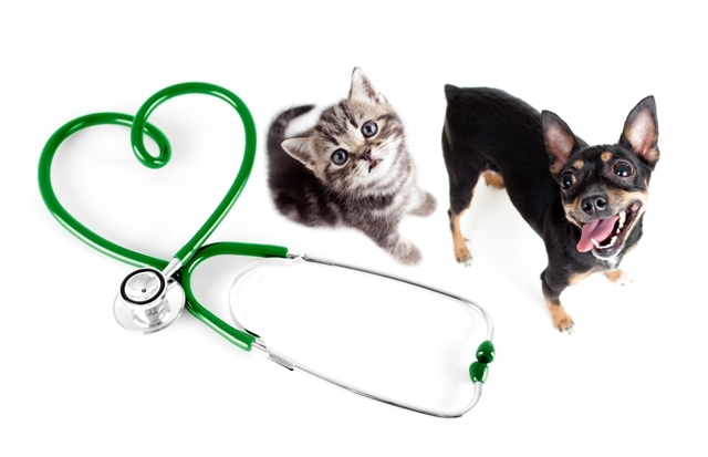 Как найти качественную ветеринарную клинику?