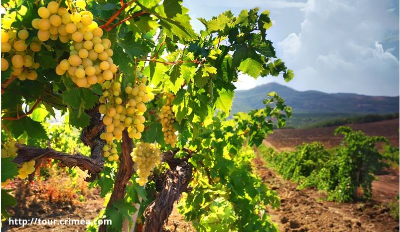 Керівництво по саджанцям винограду: поради по посадці та догляду