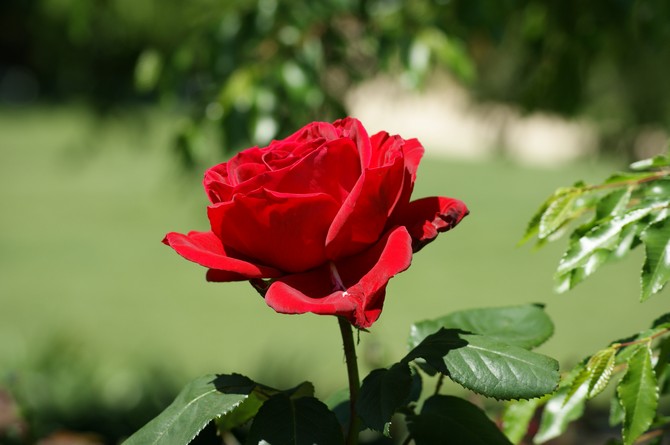 Как вырастить розу из срезанной ветки