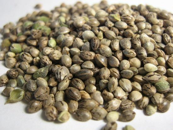 Что делают с зернами конопли цена марихуаны в праге