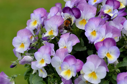 Зробіть свій двір красивішим за допомогою віоли ампельної: ідеальної квітки для декоративного озеленення