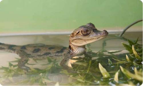 Крокодила в Украине можно купить за 1000 гривен