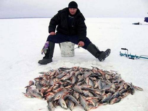 Ловля окуня в Житомирском районе на мормышку